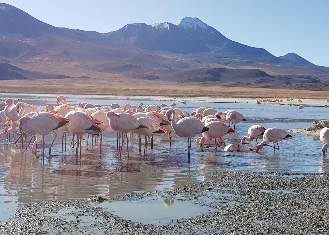 Volcans, lagunes andines et bains sous les étoiles