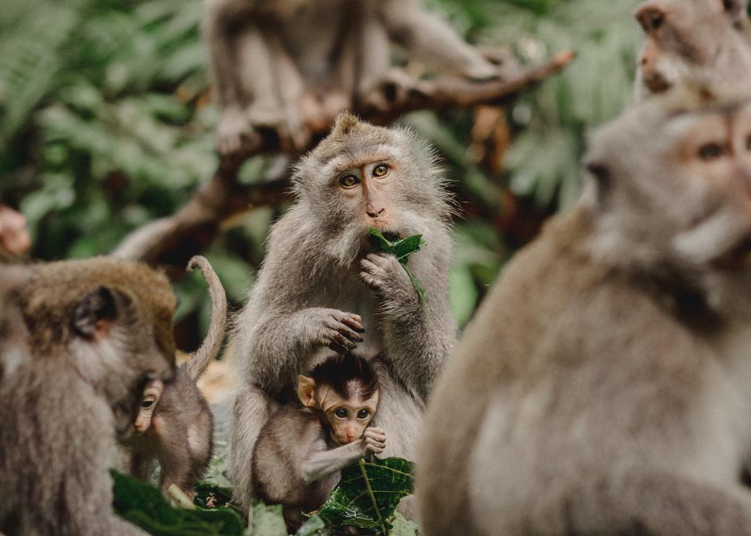 Cheminer vers Ubud