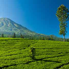 Entre Temples & Volcans, de Java à Bali