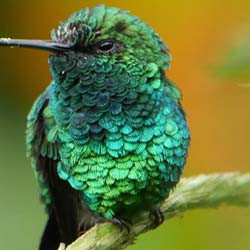 Fauna en Flora van Ecuador