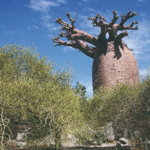 Zeekajak op St Marie eiland