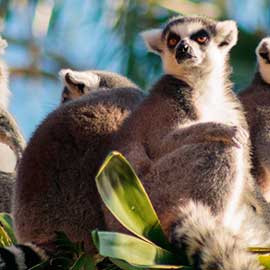 20 jours à Madagascar : l'île au fabuleux contraste