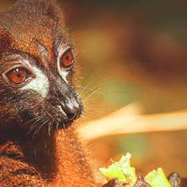 20 jours à Madagascar : l'île au fabuleux contraste
