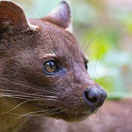 20 jours à Madagascar : l'île au fabuleux contraste