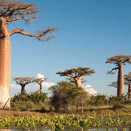 20 jours à Madagascar : l'île au fabuleux contraste