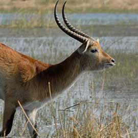 11 jours de safari au Botswana