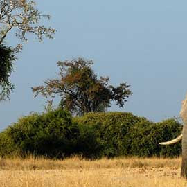 11 jours de safari au Botswana