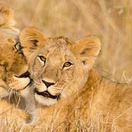 11 jours de safari au Botswana
