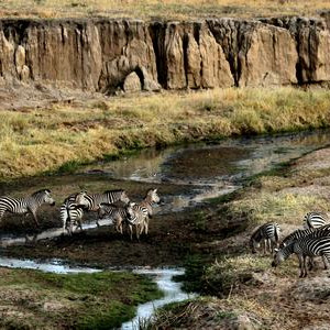 12 Jours: Circuit au Nord de la Tanzanie & Zanzibar