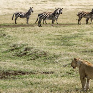 12 Jours: Circuit au Nord de la Tanzanie & Zanzibar