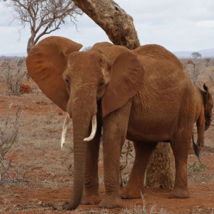 Kenia - Strand en Bush Safari