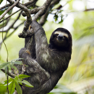 Entdecken Sie das wahre Costa Rica, mit Schwerpunkt auf Land und Landwirtschaft.