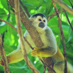 Entdecken Sie das wahre Costa Rica, mit Schwerpunkt auf Land und Landwirtschaft.