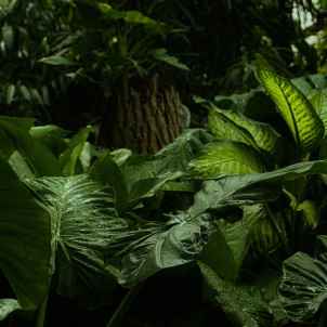 ENTDECKUNG DES SÜDENS UND DES NORDENS