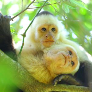L'essentiel du Costa Rica
