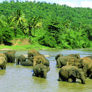 Die Tiere Sri Lankas