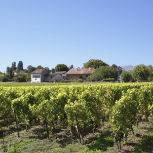Besichtigung der Savoyer Weinberge