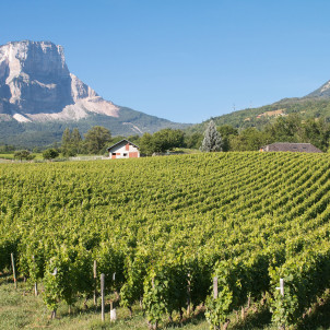 Besichtigung der Savoyer Weinberge