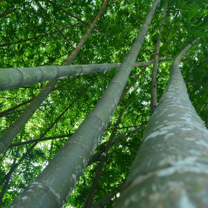 Natur und Dorfer in Sri Lanka