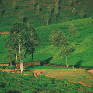 Natur und Dorfer in Sri Lanka