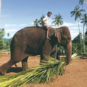 Eleganz und Uppigkeit in Sri Lanka