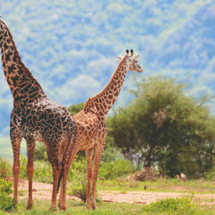4 DAYS SERENGETI AND NGORONGORO SAFARI