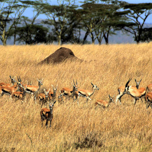 4 DAYS SERENGETI AND NGORONGORO SAFARI