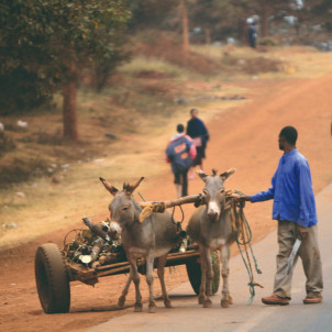 Safari de milieu de gamme dans le nord de la Tanzanie de 12 jours et L'ile de Zanzibar