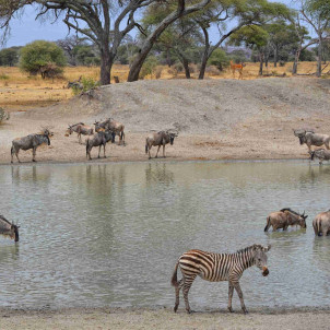 Safari de milieu de gamme dans le nord de la Tanzanie de 12 jours et L'ile de Zanzibar