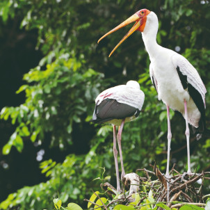 Safari de milieu de gamme dans le nord de la Tanzanie de 12 jours et L'ile de Zanzibar