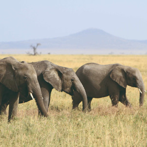 Safari de milieu de gamme dans le nord de la Tanzanie de 12 jours et L'ile de Zanzibar