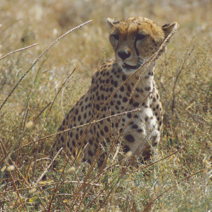 Safari de milieu de gamme dans le nord de la Tanzanie de 12 jours et L'ile de Zanzibar