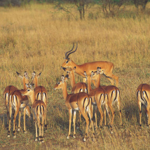 Safari de milieu de gamme dans le nord de la Tanzanie de 12 jours et L'ile de Zanzibar