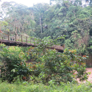 De l'Amazonie aux Caraïbes