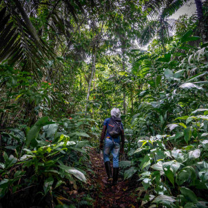 De l'Amazonie aux Caraïbes