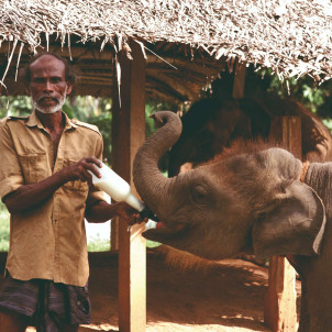 17 Tage, um das authentische Sri Lanka zu entdecken