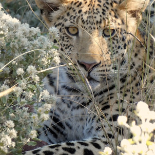 L'essence de Namibie