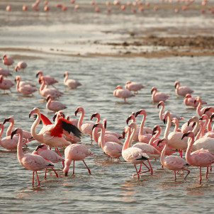 L'essence de Namibie