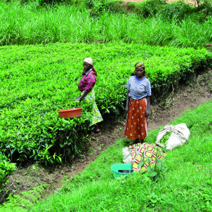 Séjour d'aventure de 14 jours découvrez le Rwanda