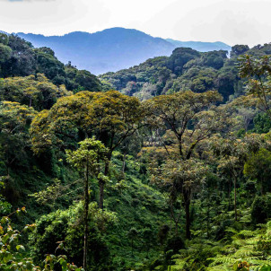 Séjour d'aventure de 14 jours découvrez le Rwanda
