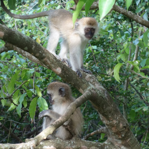 Séjour d'aventure de 14 jours découvrez le Rwanda