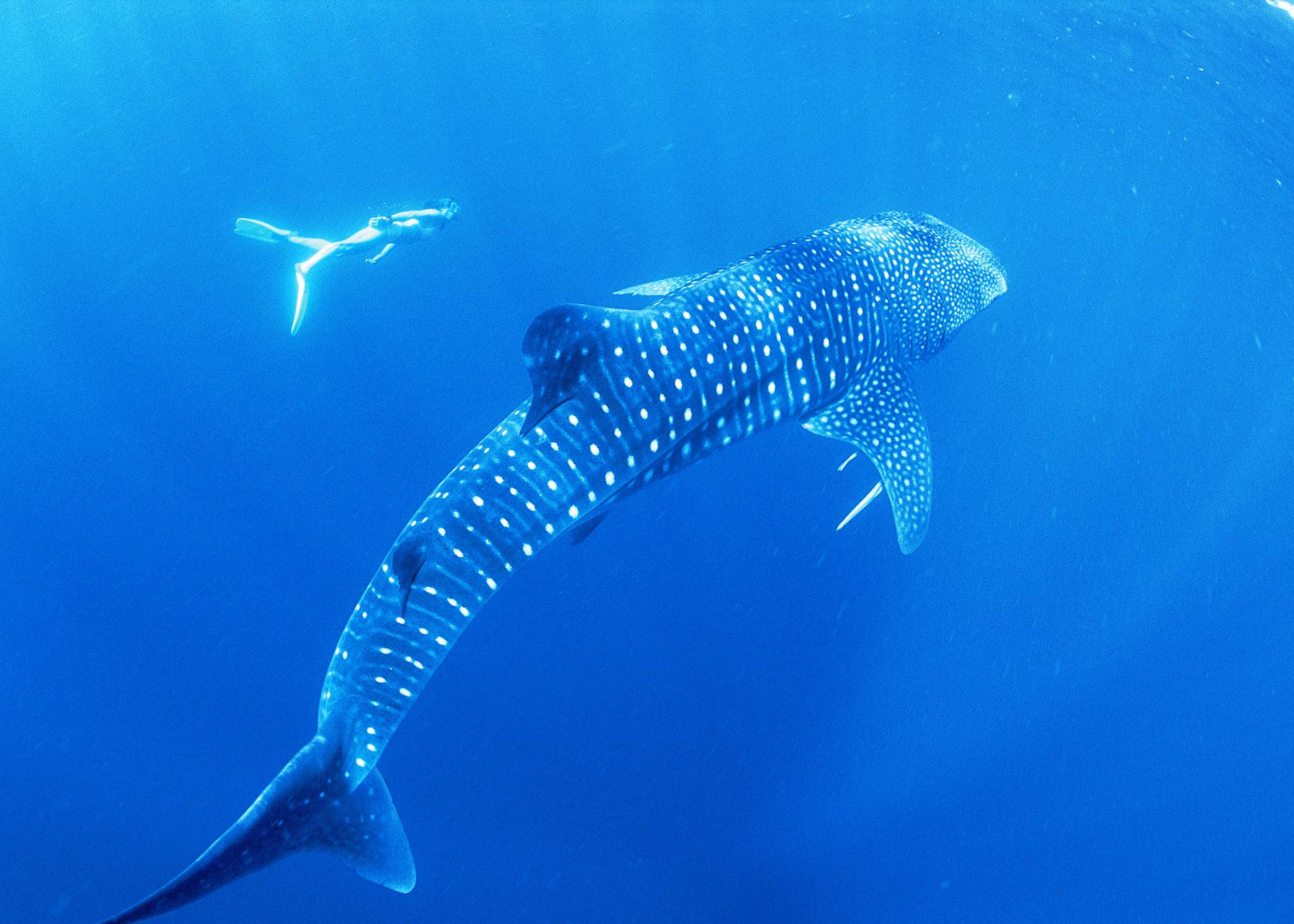 Encounter with the whale shark