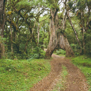 Les incontournables de la Tanzanie