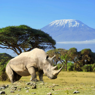 Les incontournables de la Tanzanie