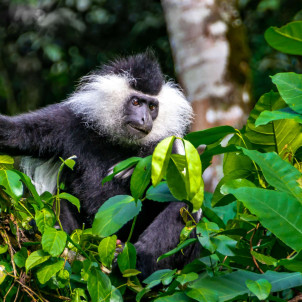 Séjour de 12 jours au Rwanda et en Ouganda