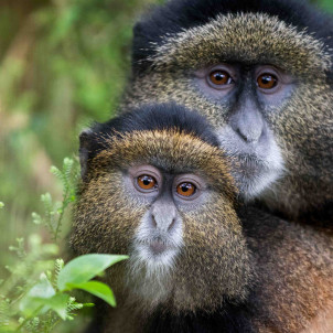 Séjour de 12 jours au Rwanda et en Ouganda