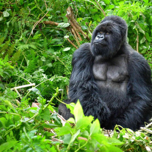 Séjour de 12 jours au Rwanda et en Ouganda