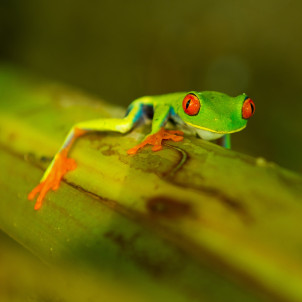 Combiné Costa Rica - Nicaragua: entre nature et culture