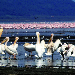Kenya Wildlife and Scenic Safari