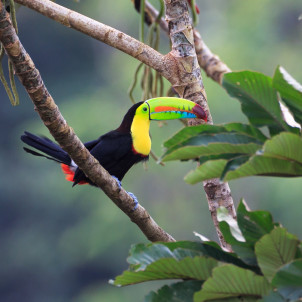 Merveilles naturelles du Costa Rica
